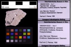 Foto (Objekt + Etiketten) von Mesoparapylocheles sp. (NHMW-GEO-1990-0041-0333)